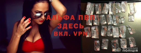 прущие грибы Белокуриха